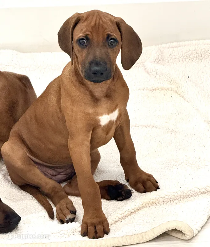 Sweet as Sunshine  – Rhodesian Ridgeback puppy for sale in Madison, GA