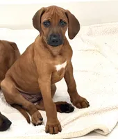 Sweet as Sunshine , a female Rhodesian Ridgeback for sale in Madison, GA – 5 of 6