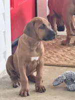 Sweet as Sunshine , a female Rhodesian Ridgeback for sale in Madison, GA – 3 of 4