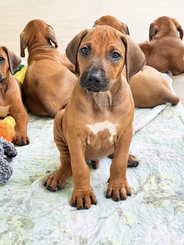 Mr. Royal Blue - King  of cuddles  – Rhodesian Ridgeback puppy for sale in Madison, GA
