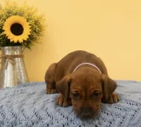 Miss Honey Blossom, a female Rhodesian Ridgeback for sale in Madison, GA – 2 of 2