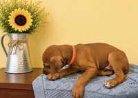Playful Rhodesian Ridgeback Puppy, a male Rhodesian Ridgeback for sale in Madison, GA – 2 of 3