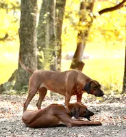 Rhodesian Ridgeback Male-red wheaten , a male Rhodesian Ridgeback for sale in Madison, GA – 4 of 5
