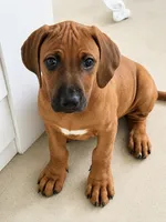 Sweet as Sunshine , a female Rhodesian Ridgeback for sale in Madison, GA – 2 of 6