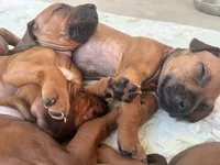 Little Lioness , a female Rhodesian Ridgeback for sale in Madison, GA – 4 of 4