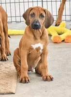 Curious Rhodesian Ridgeback Male, a male Rhodesian Ridgeback for sale in Madison, GA – 3 of 6