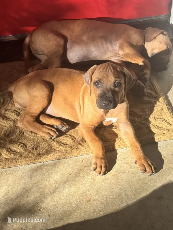 Sweet as Sunshine , a female Rhodesian Ridgeback for sale in Madison, GA – 1 of 4