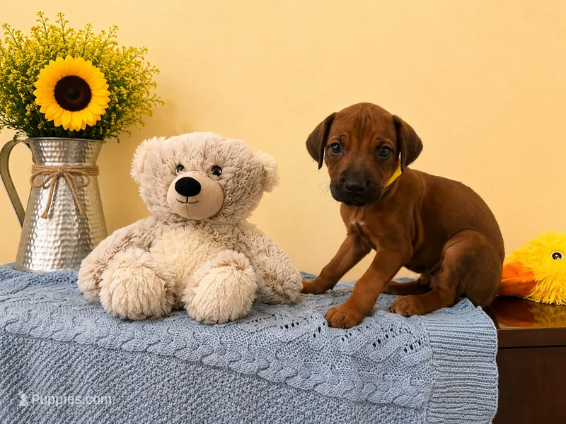 Playful Rhodesian Ridgeback  – Rhodesian Ridgeback puppy for sale in Madison, GA