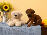 Playful Rhodesian Ridgeback , a male Rhodesian Ridgeback for sale in Madison, GA – 1 of 3