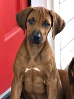     Red Wheaten Beauty, a male Rhodesian Ridgeback for sale in Madison, GA – 3 of 5