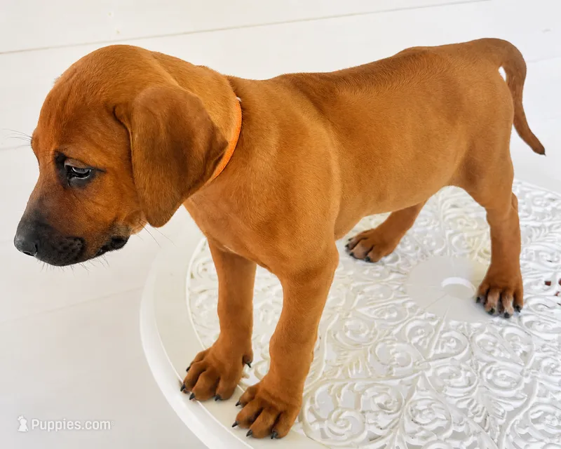 Mr. Golden Boy – Rhodesian Ridgeback puppy for sale in Madison, GA
