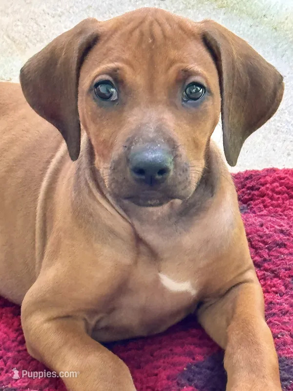 Little Lavender , a female Rhodesian Ridgeback for sale in Madison, GA – 1 of 9