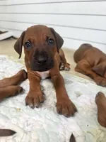 Mr. Lime Green – Full of Personality and Ready for His Forever Home 💚, a male Rhodesian Ridgeback for sale in Madison, GA – 3 of 5