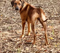 Rhodesian Ridgeback Male-red wheaten , a male Rhodesian Ridgeback for sale in Madison, GA – 5 of 5