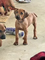 Little Lavender , a female Rhodesian Ridgeback for sale in Madison, GA – 5 of 9