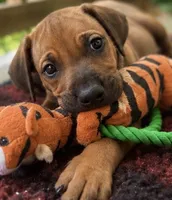 Miss Lavender , a female Rhodesian Ridgeback for sale in Madison, GA – 2 of 4