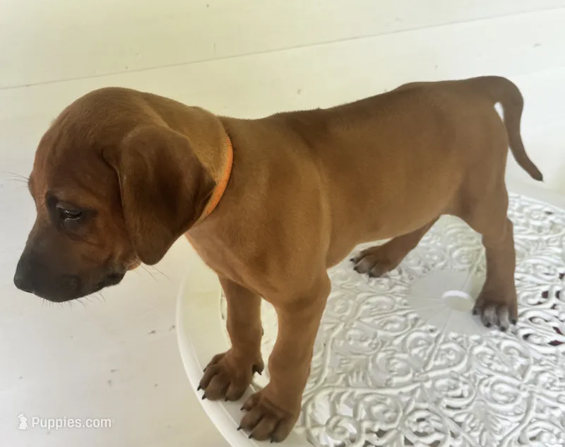 Mr. Golden Boy – Rhodesian Ridgeback puppy for sale in Madison, GA