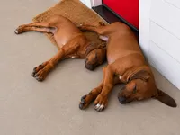 Whopper , a male Rhodesian Ridgeback for sale in Madison, GA – 4 of 10