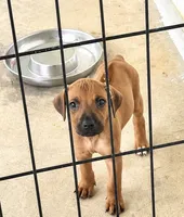 Mr. Golden Boy, a male Rhodesian Ridgeback for sale in Madison, GA – 2 of 4