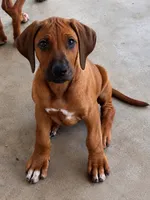 Whopper , a male Rhodesian Ridgeback for sale in Madison, GA – 2 of 10