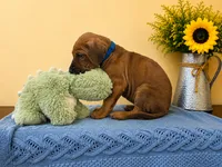 Curious Rhodesian Ridgeback Male, a male Rhodesian Ridgeback for sale in Madison, GA – 4 of 7