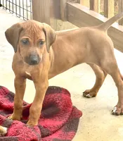 Little Lavender , a female Rhodesian Ridgeback for sale in Madison, GA – 2 of 9