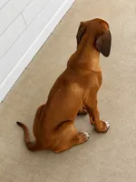 Whopper , a male Rhodesian Ridgeback for sale in Madison, GA – 6 of 10