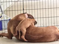 Little Lioness , a female Rhodesian Ridgeback for sale in Madison, GA – 2 of 4