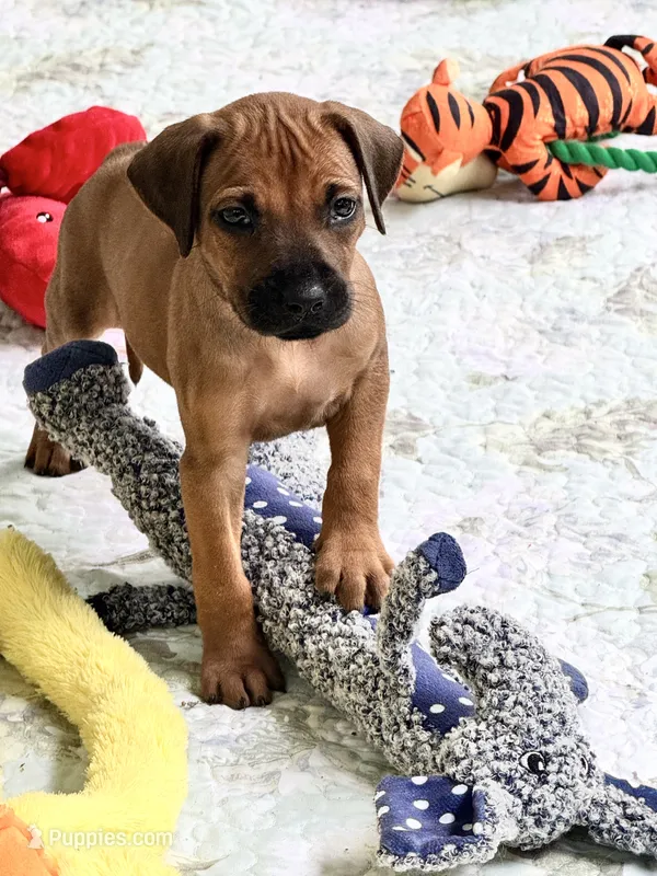 Little Lioness  – Rhodesian Ridgeback puppy for sale in Madison, GA