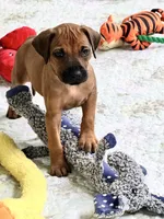 Little Lioness , a female Rhodesian Ridgeback for sale in Madison, GA – 1 of 4