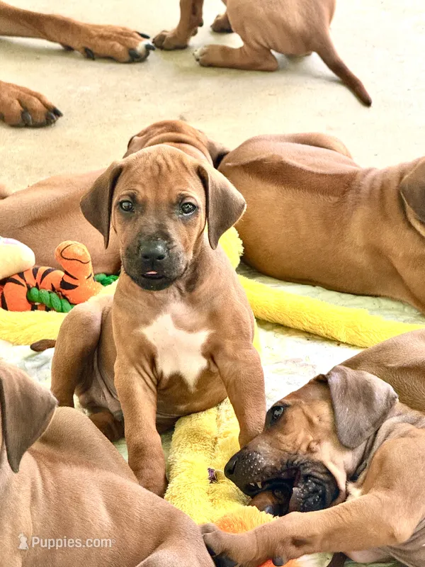 Mr. Lime Green – Full of Personality and Ready for His Forever Home 💚 – Rhodesian Ridgeback puppy for sale in Madison, GA
