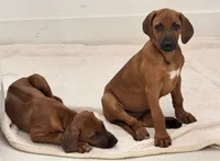 Sweet as Sunshine , a female Rhodesian Ridgeback for sale in Madison, GA – 6 of 6