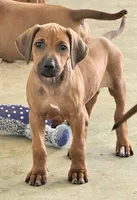 Little Lavender , a female Rhodesian Ridgeback for sale in Madison, GA – 3 of 9