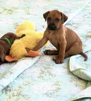 Mr. Golden Boy, a male Rhodesian Ridgeback for sale in Madison, GA – 1 of 4