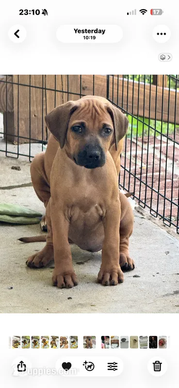 Little Lioness  – Rhodesian Ridgeback puppy for sale in Madison, GA