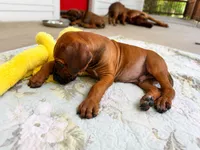 Mr. Royal Blue - King  of cuddles , a male Rhodesian Ridgeback for sale in Madison, GA – 4 of 4