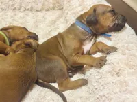Rhodesian Ridgeback Male-red wheaten , a male Rhodesian Ridgeback for sale in Madison, GA – 2 of 5