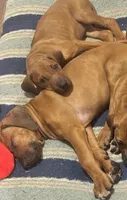 Whopper , a male Rhodesian Ridgeback for sale in Madison, GA – 8 of 10