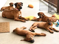 Sweet as Sunshine , a female Rhodesian Ridgeback for sale in Madison, GA – 4 of 6