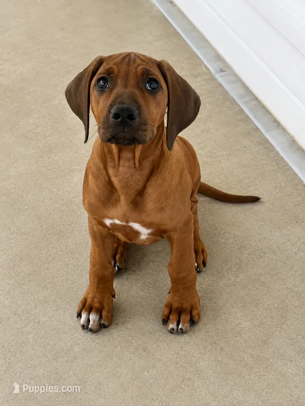 Whopper  – Rhodesian Ridgeback puppy for sale in Madison, GA