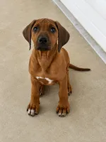 Whopper , a male Rhodesian Ridgeback for sale in Madison, GA – 5 of 10
