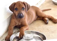     Red Wheaten Beauty, a male Rhodesian Ridgeback for sale in Madison, GA – 1 of 3