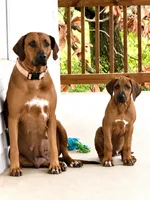 Whopper , a male Rhodesian Ridgeback for sale in Madison, GA – 9 of 10