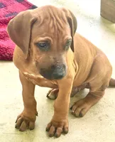  A Heart That Will Steal Yours ❤️, a male Rhodesian Ridgeback for sale in Madison, GA – 2 of 2