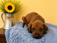 Sweet Natured Rhodesian Ridgeback Puppy , a male Rhodesian Ridgeback for sale in Madison, GA – 1 of 4