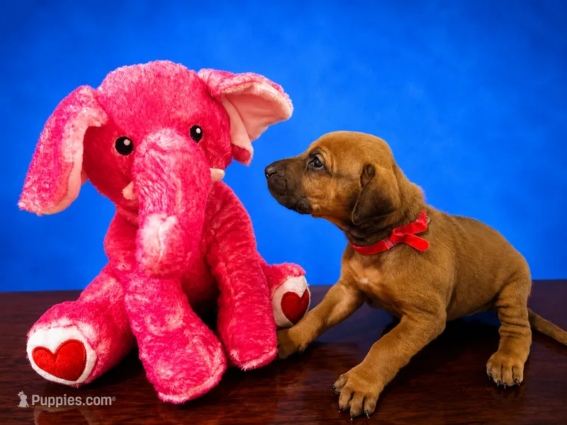 Precious red Rhodesian ridgeback puppy for sale  – Rhodesian Ridgeback puppy on hold in Madison, GA