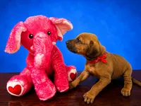 Precious red Rhodesian ridgeback puppy for sale , a male Rhodesian Ridgeback for sale in Madison, GA – 2 of 2