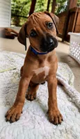 Mr. Royal Blue - King  of cuddles , a male Rhodesian Ridgeback for sale in Madison, GA – 1 of 4