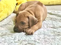 Mr. Golden Boy, a male Rhodesian Ridgeback for sale in Madison, GA – 3 of 4