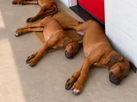 Whopper , a male Rhodesian Ridgeback for sale in Madison, GA – 3 of 10